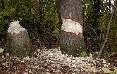 Beavers at work! Photo: Eric Fletcher 2002 October.